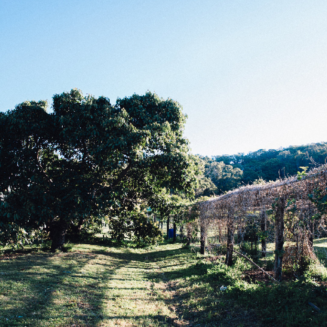 Mt Cotton Organic Farm