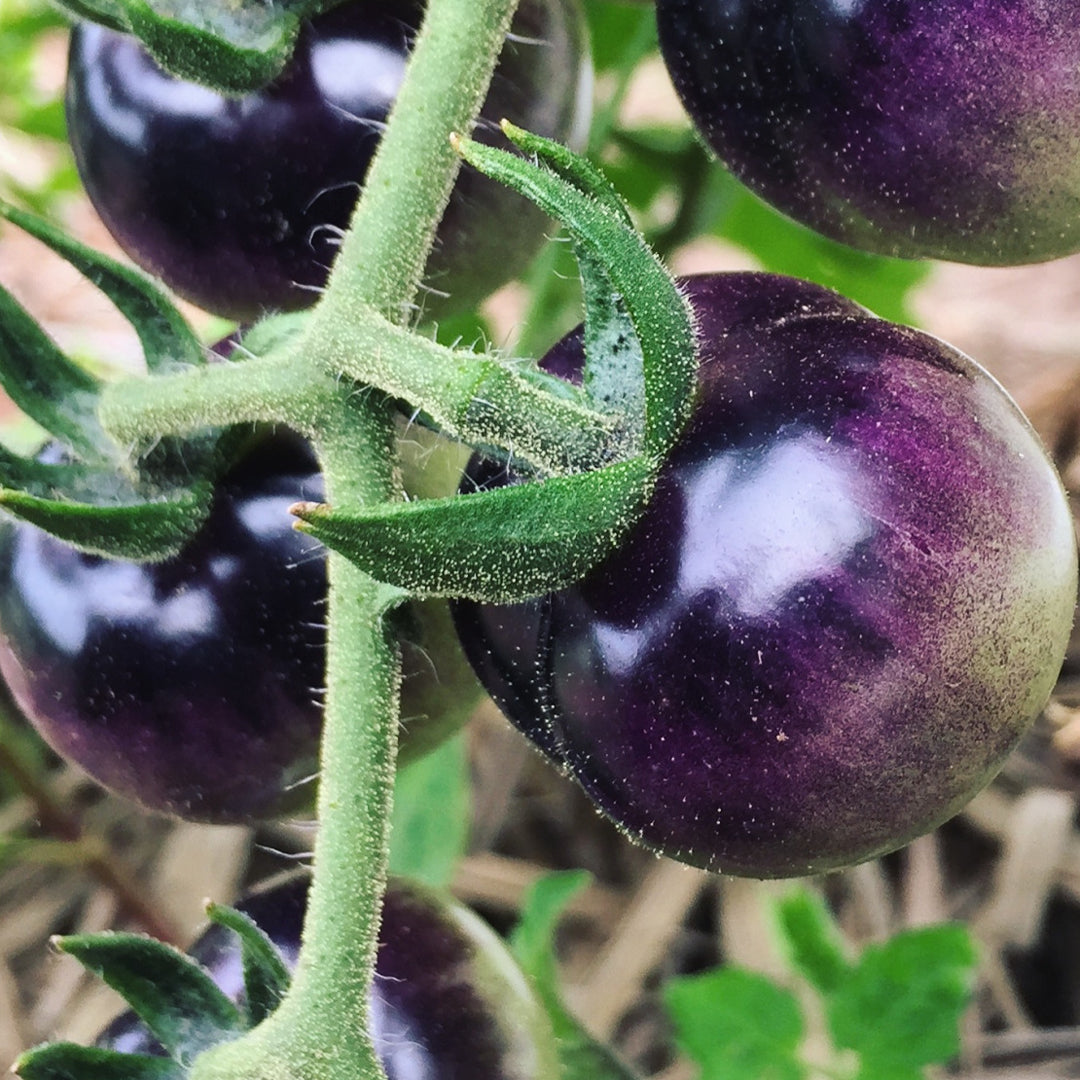 LOOP Growers – All My Friends Grocer